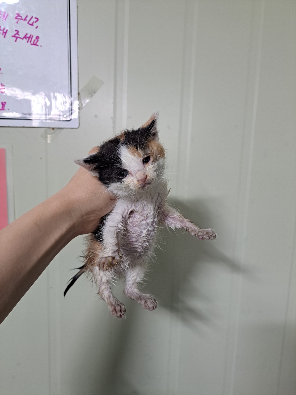 [고양이] 한국 고양이 부산-영도-2025-00081 유기동물 배경 이미지 입니다.